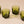 MCM Avocado Rocks Glasses